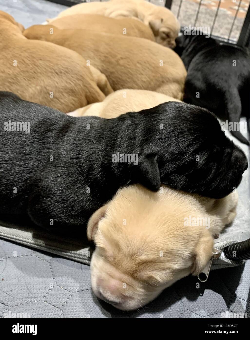 Cachorro Labrador amor negro blanco. Foto de stock