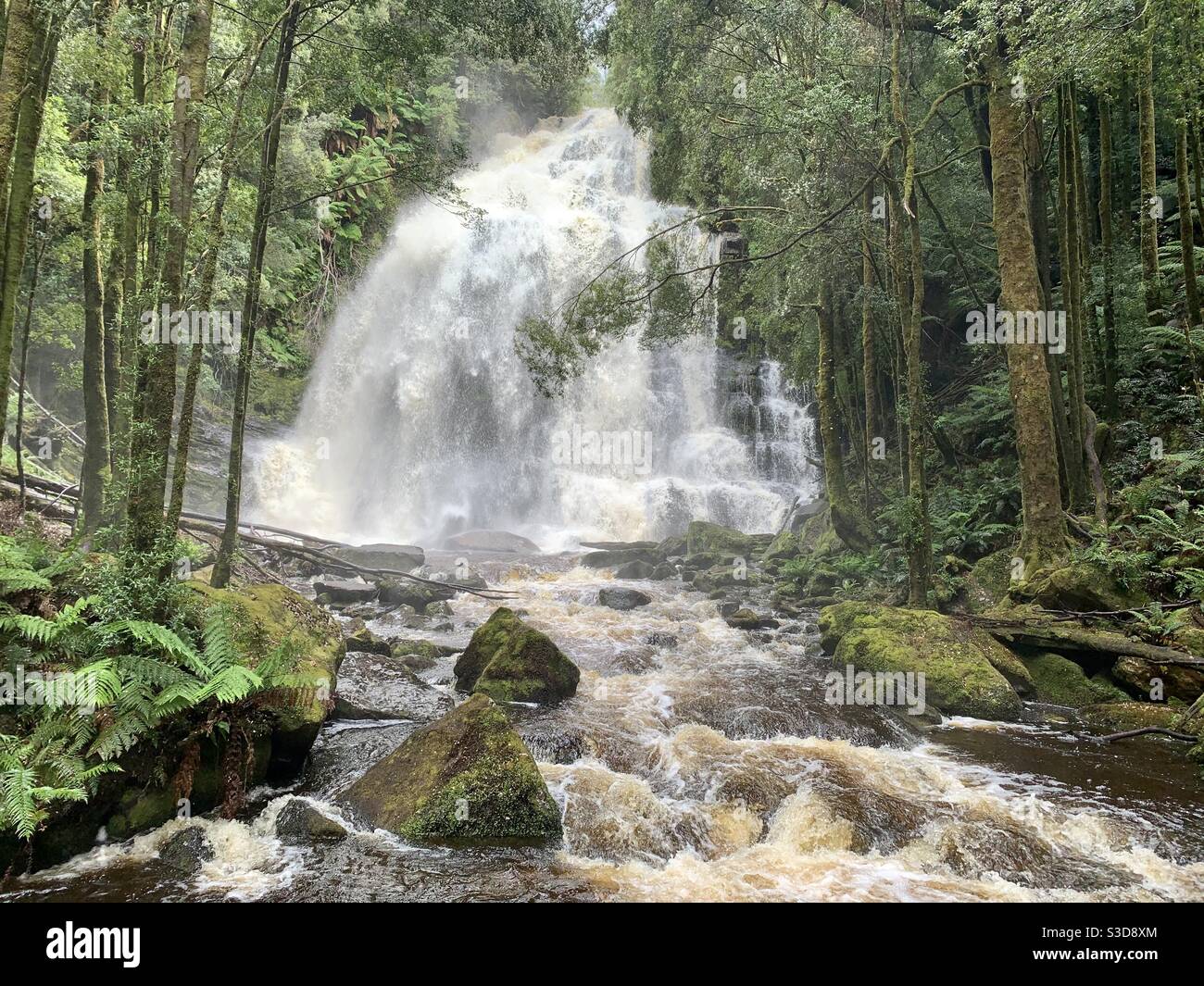 Nelson Falls, Parque Nacional Franklin-Gordon Wild Rivers Foto de stock