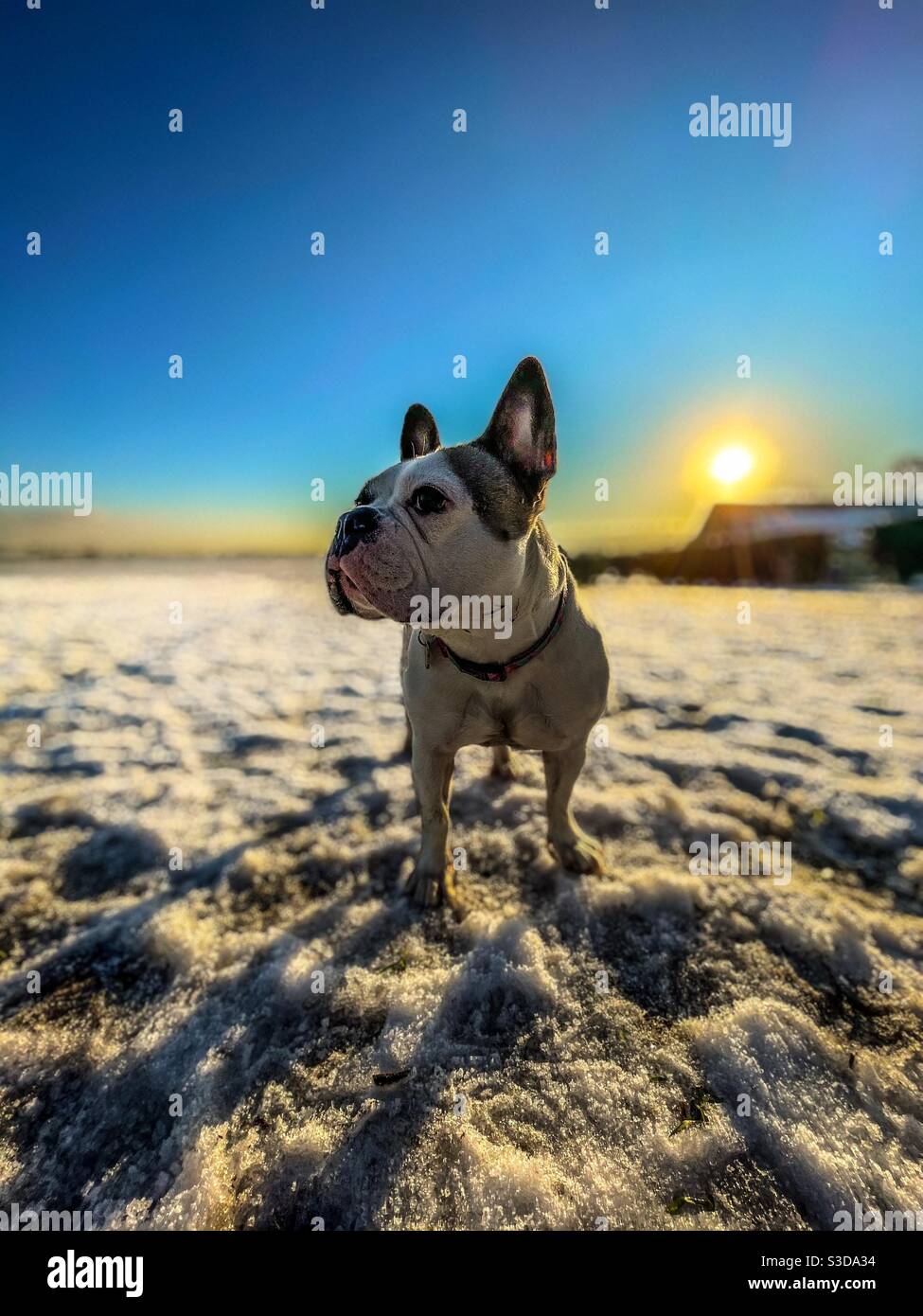 Perro con orejas puntiagudas fotografías e imágenes de alta resolución -  Alamy