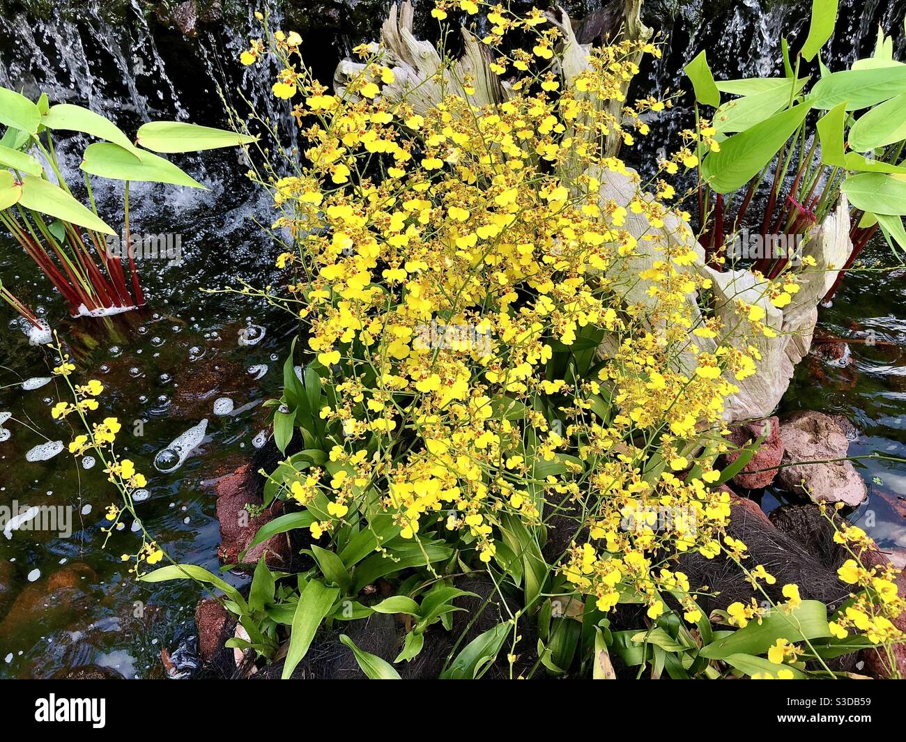 Flores de orquideas amarillas fotografías e imágenes de alta resolución -  Alamy