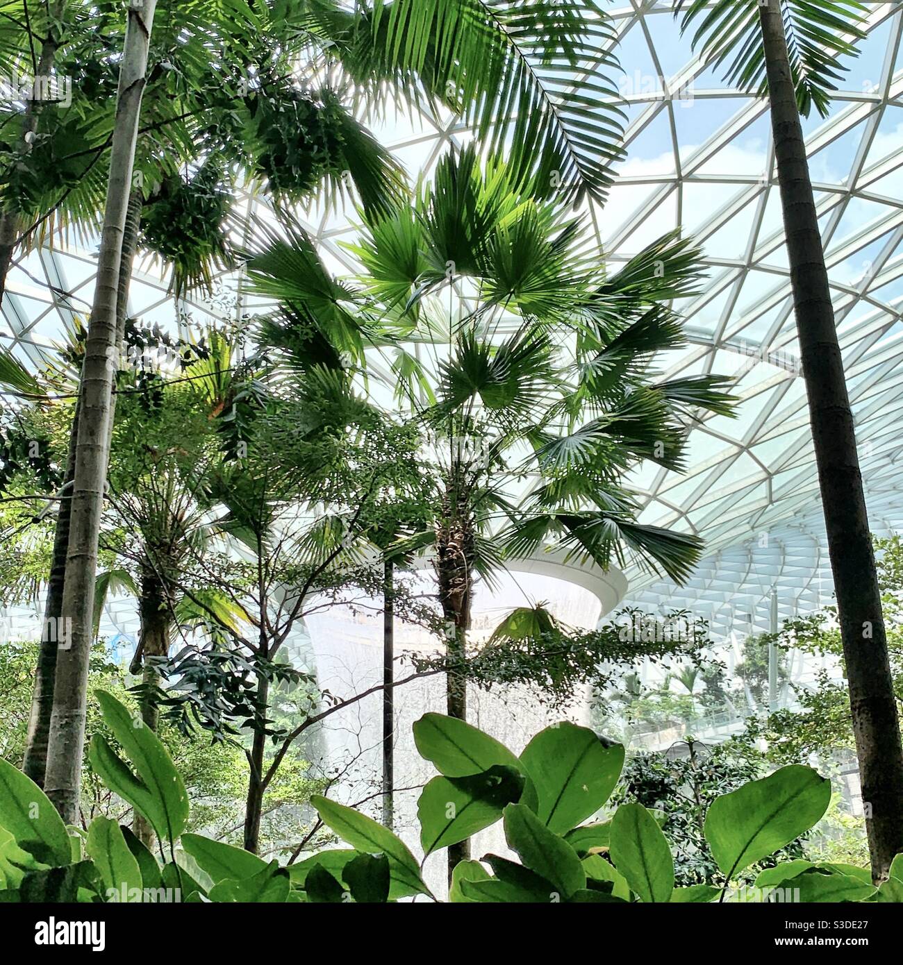 Vista de palmeras tropicales y cascada artificial en El centro comercial Changi Airport Jewel Foto de stock
