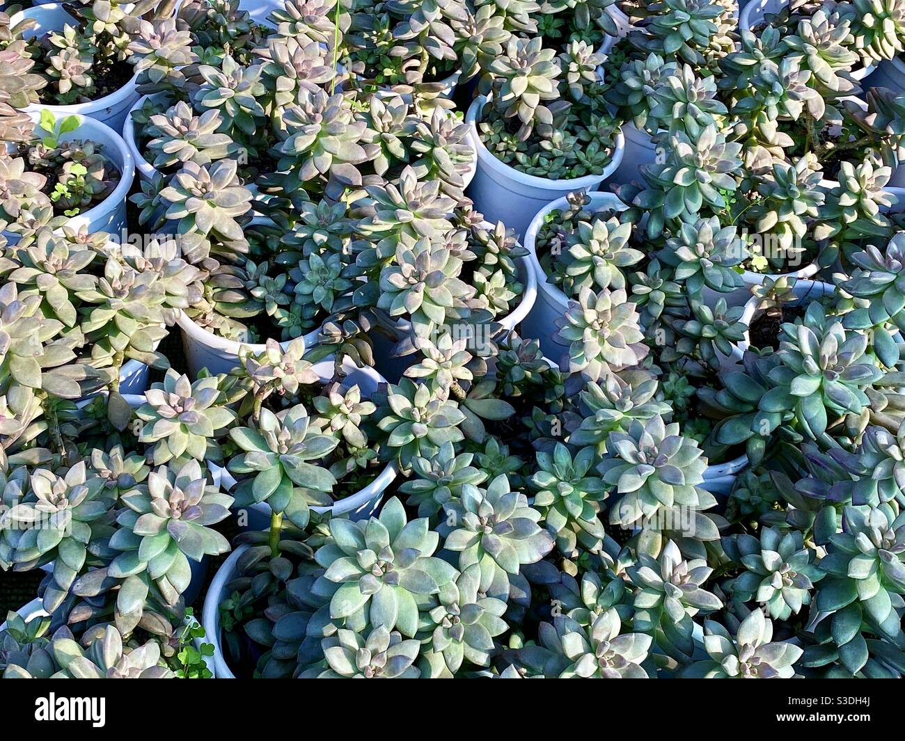 Plantas suculentas de cactus en maceta fotografías e imágenes de alta resolución Alamy