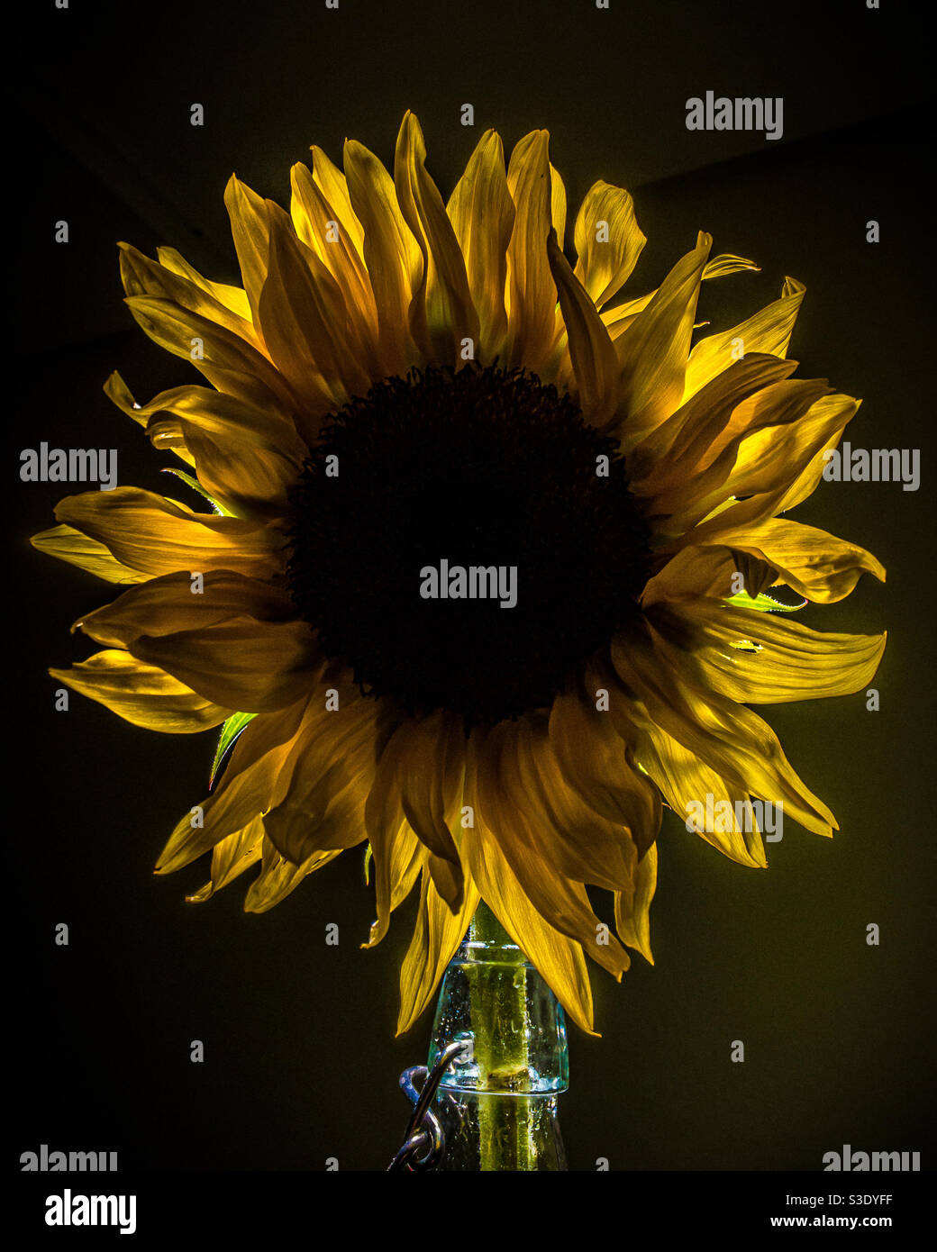 Hermoso girasol iluminado desde atrás Fotografía de stock - Alamy