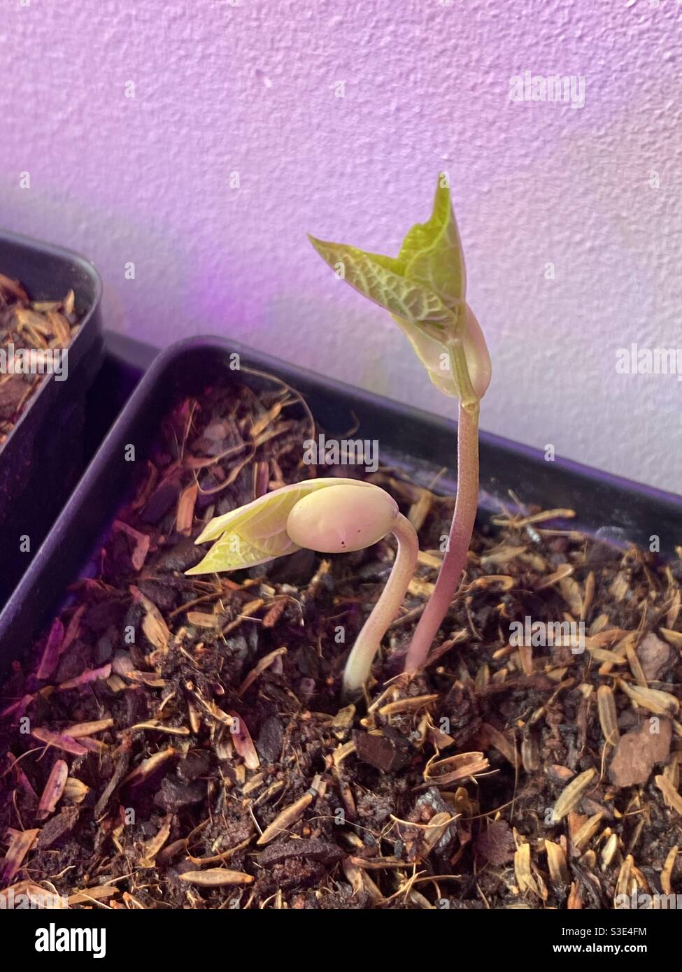 Planta de semillero de frijol que crece en el interior bajo las luces de crecimiento Foto de stock
