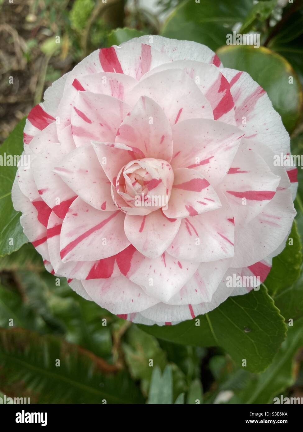 Flor de camelia rosa en flor (Camelia japonesa/ camelia común/ planta de té/ rosa de invierno/ camelia japonica Fotografía de stock - Alamy
