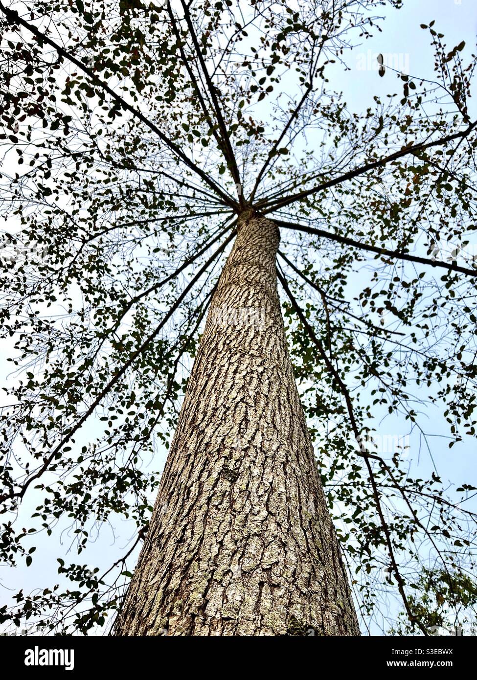 Una mirada hacia arriba fotografía de un árbol Foto de stock