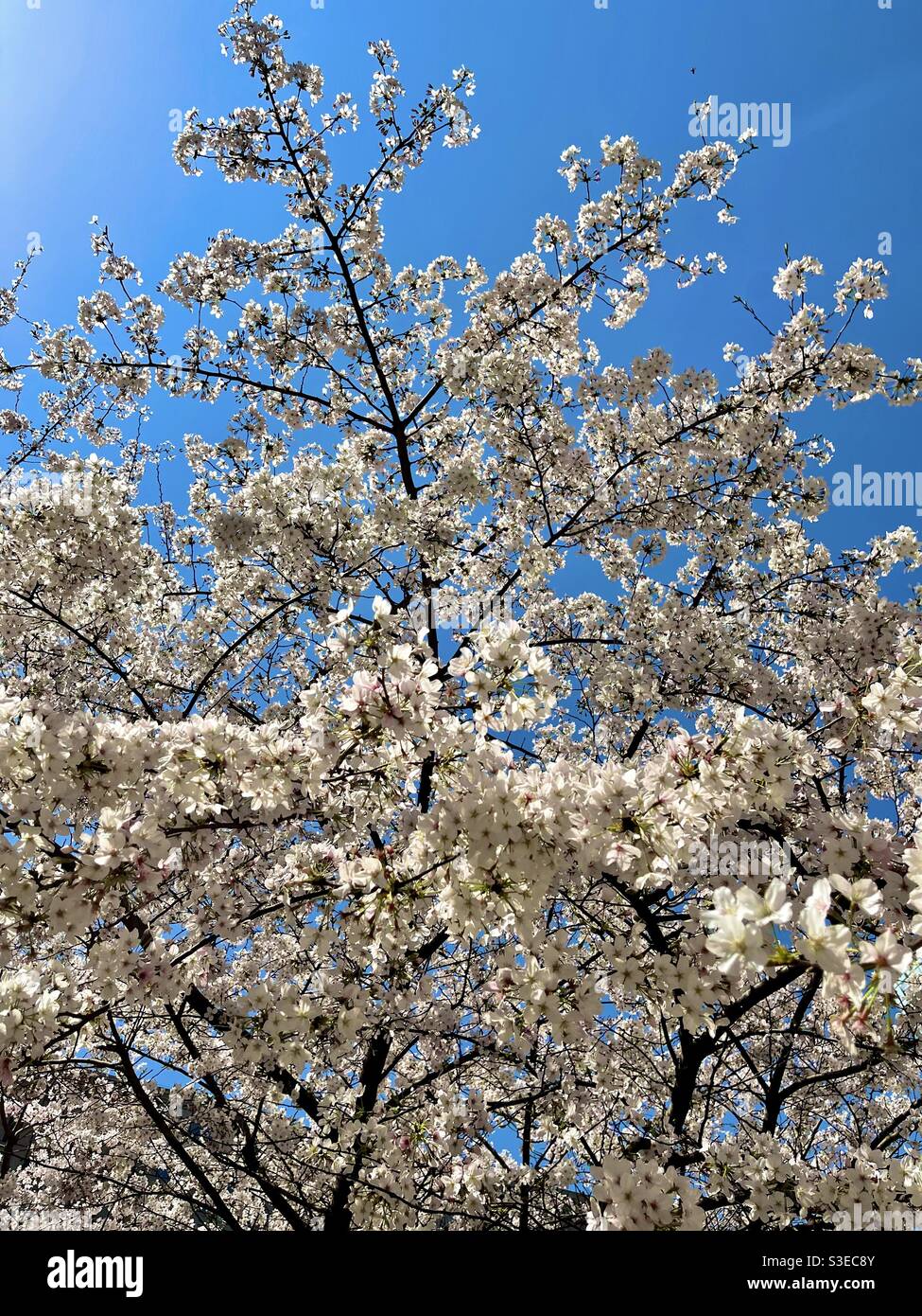 Flor de Sakura en flor con cielo azul claro en Suzhou City. Foto de stock