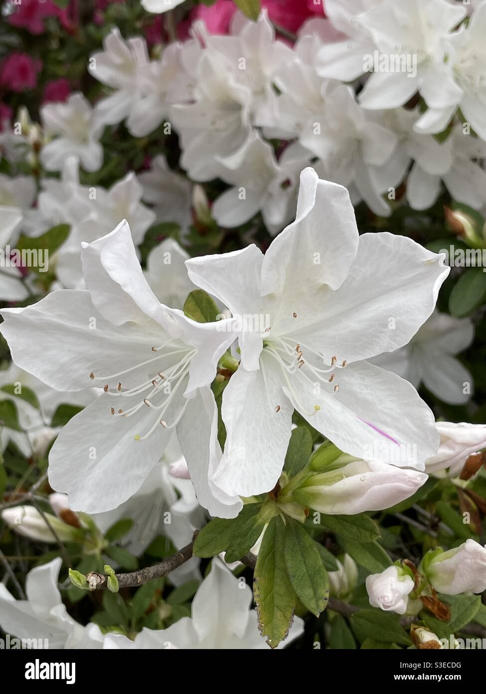 Azaleas blancas fotografías e imágenes de alta resolución - Alamy