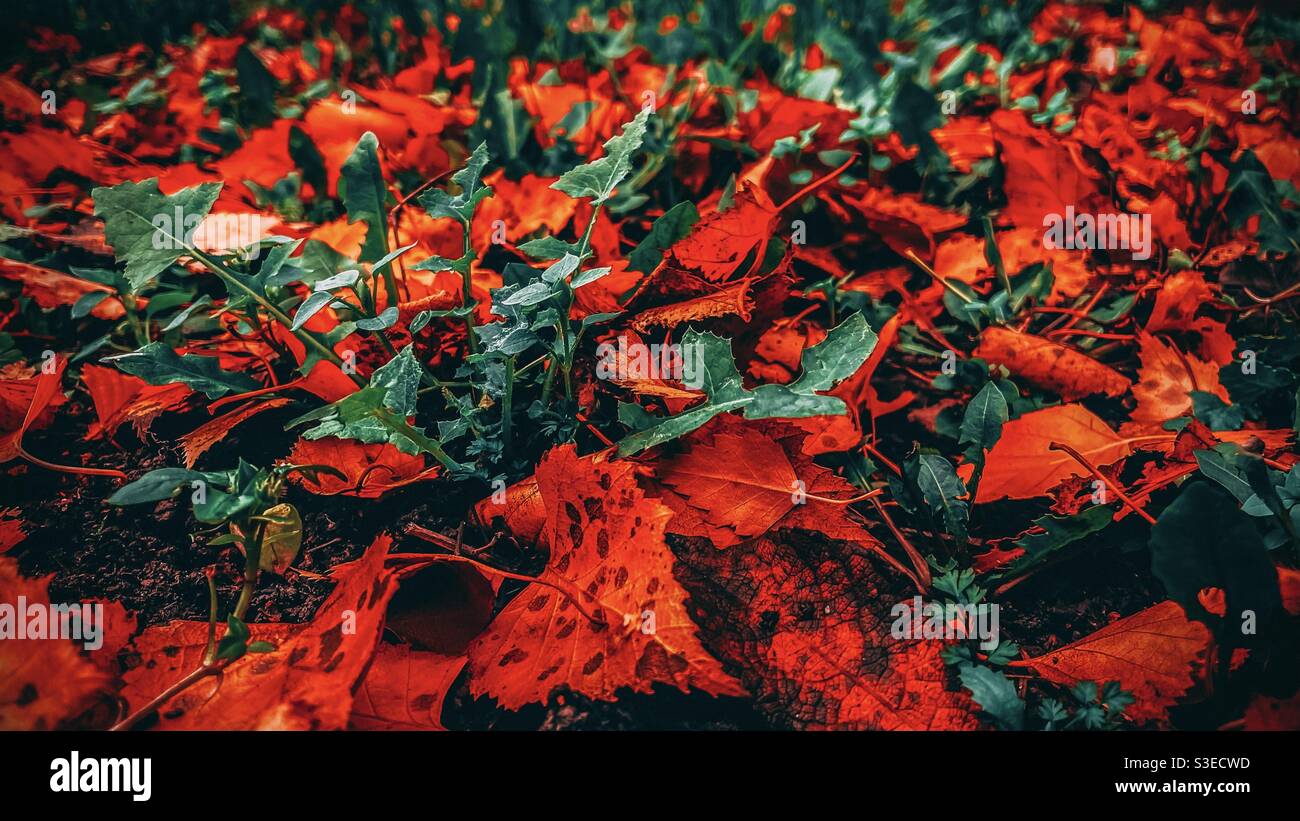 Otoño hojas - Rojo sobre Verde Foto de stock