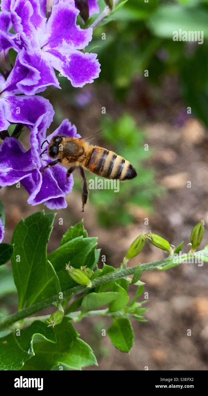 Naturaleza. Volando ocupado zumbido abeja miel polinizando y recogiendo néctar de flores púrpura Geisha Girl en un jardín australiano Foto de stock