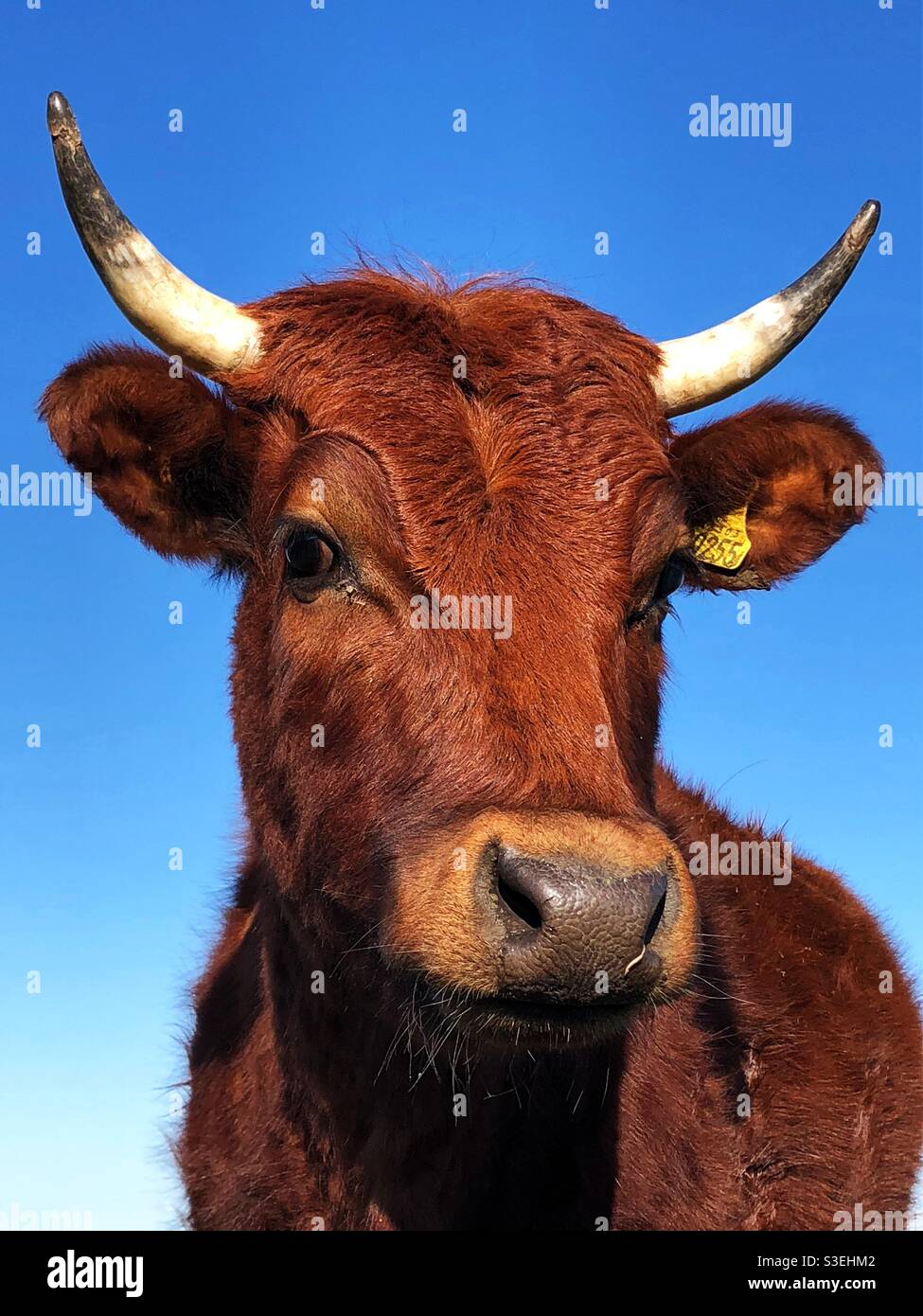 Un retrato de vaca o vaca lechera ganador del premio shorthorn marrón Foto de stock