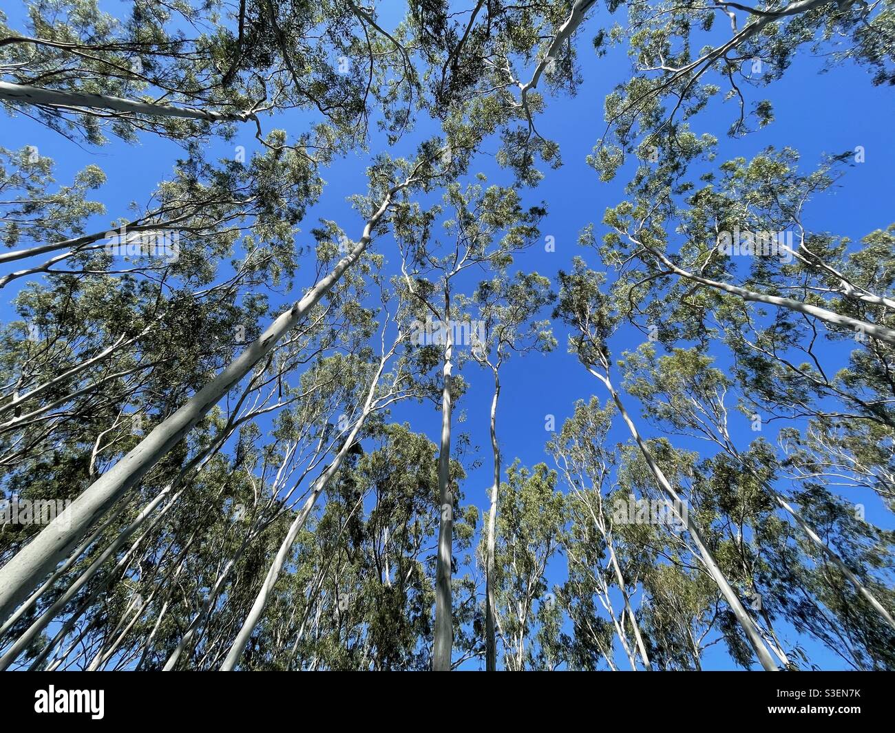 Eucalipto Treescape Foto de stock