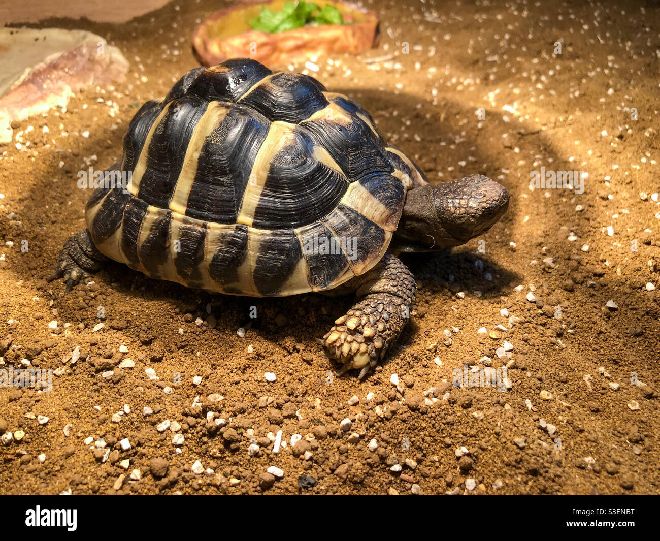 La tortuga Pet hermann disfruta de la luz de una lámpara de basking. Foto de stock