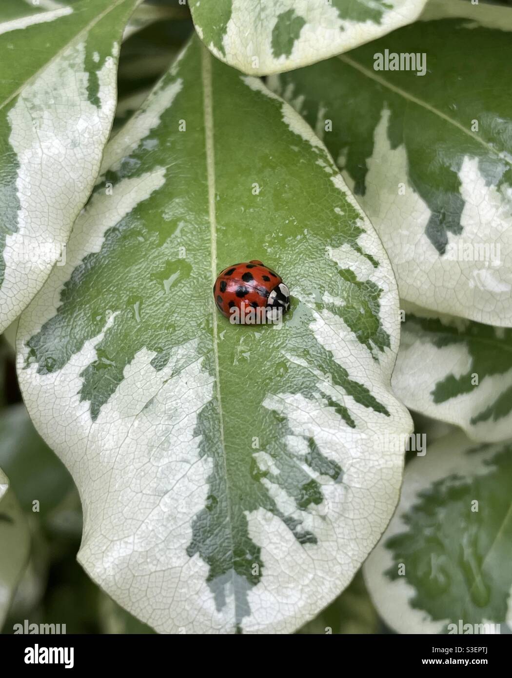 Escarabajo de dama asiática roja y negra en hoja estampada Foto de stock