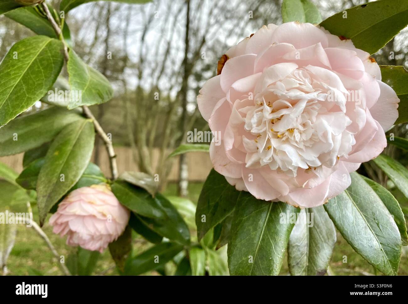 Camelia doble rosa blush preciosa Fotografía de stock - Alamy