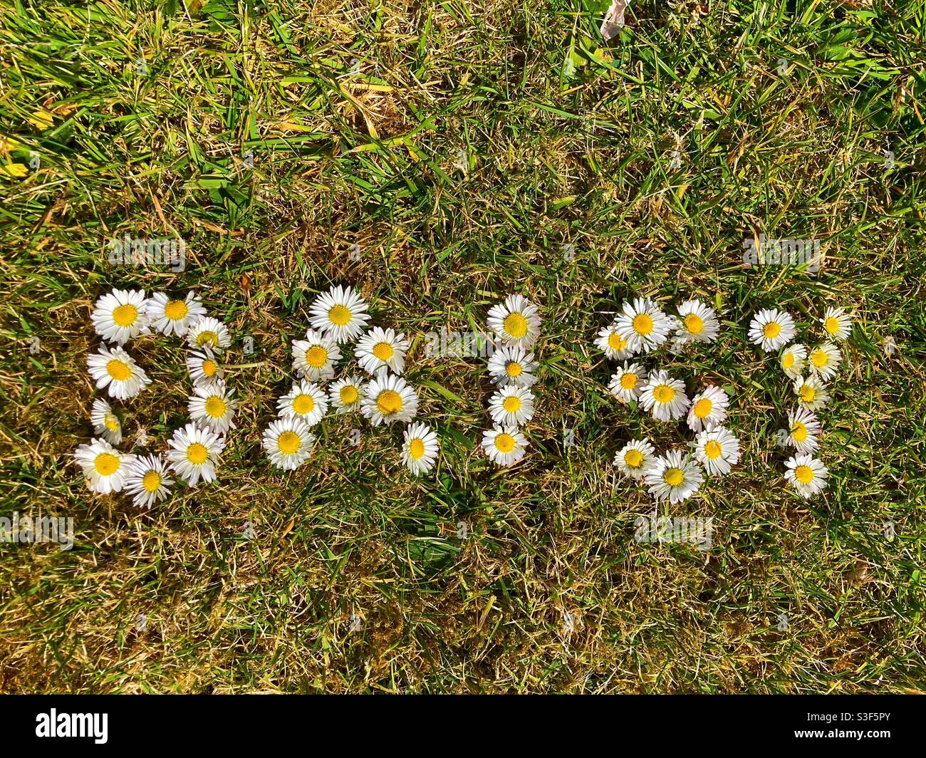 Flores de margarita que deletrean la palabra DAISY en la hierba