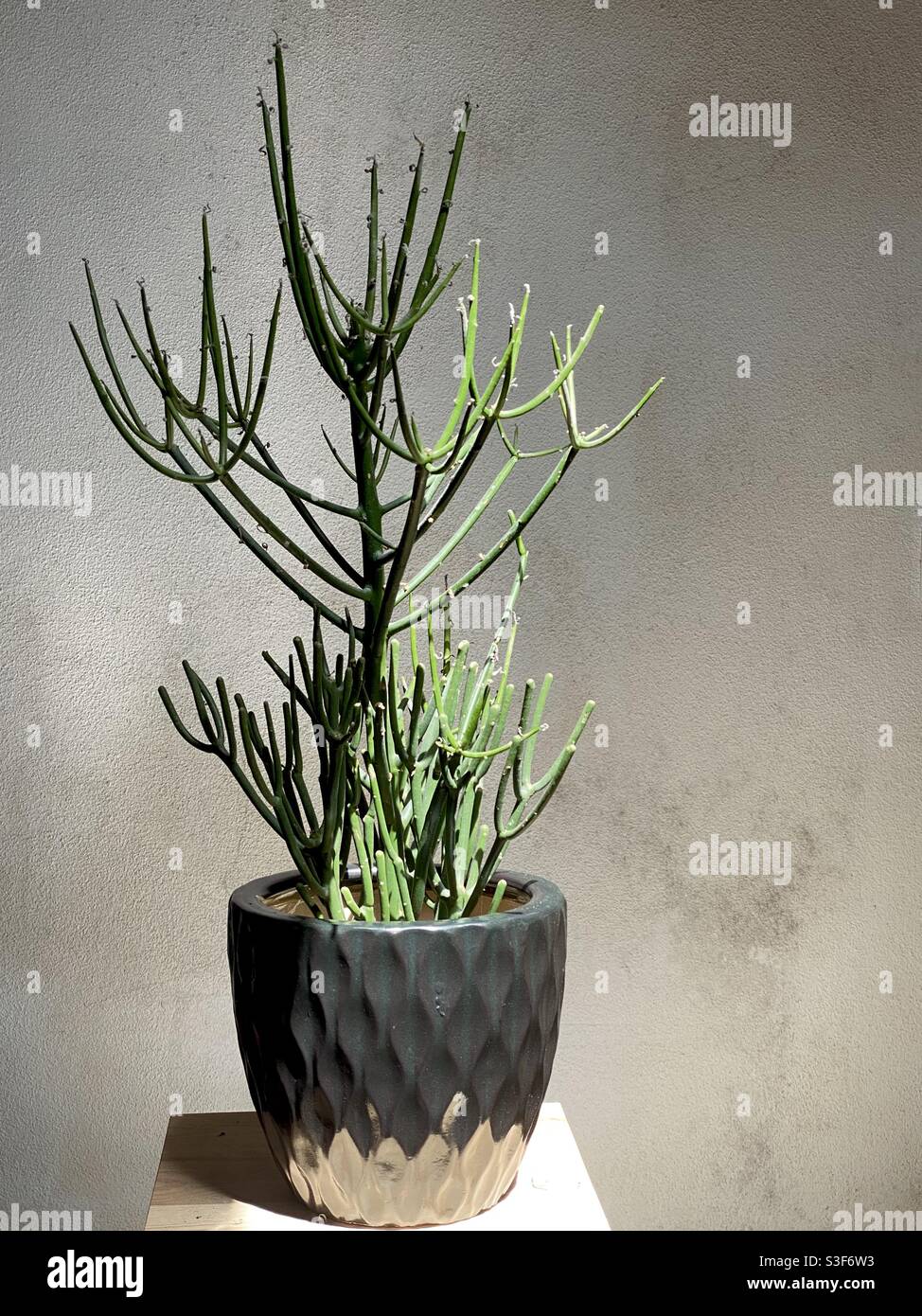Euphorbia tirucallia, una planta tropical, africana suculenta, con sus características  ramas verdes y gruesas, por esta razón también conocida como el árbol lápiz  Fotografía de stock - Alamy