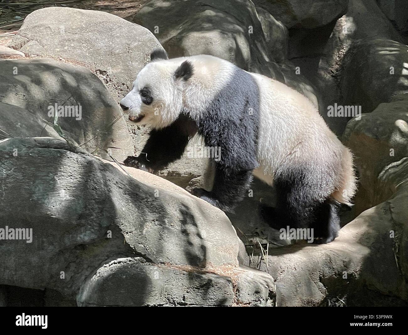 Panda gigante (Ailuropoda melanoleuca) en el Zoo Atlanta cerca del centro de Atlanta, Georgia. (EE. UU.) Foto de stock