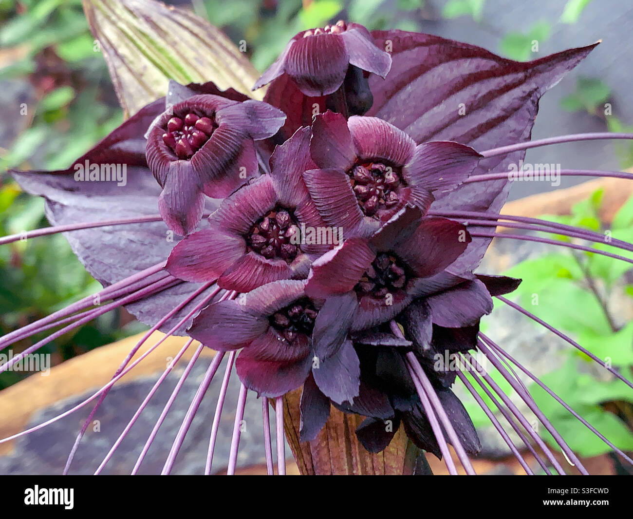 Una flor de murciélago negro o Tacca chantrieri en glorioso color púrpura  burgandy flor completa con sus muchas flores y susurros y brácteas detrás  Fotografía de stock - Alamy