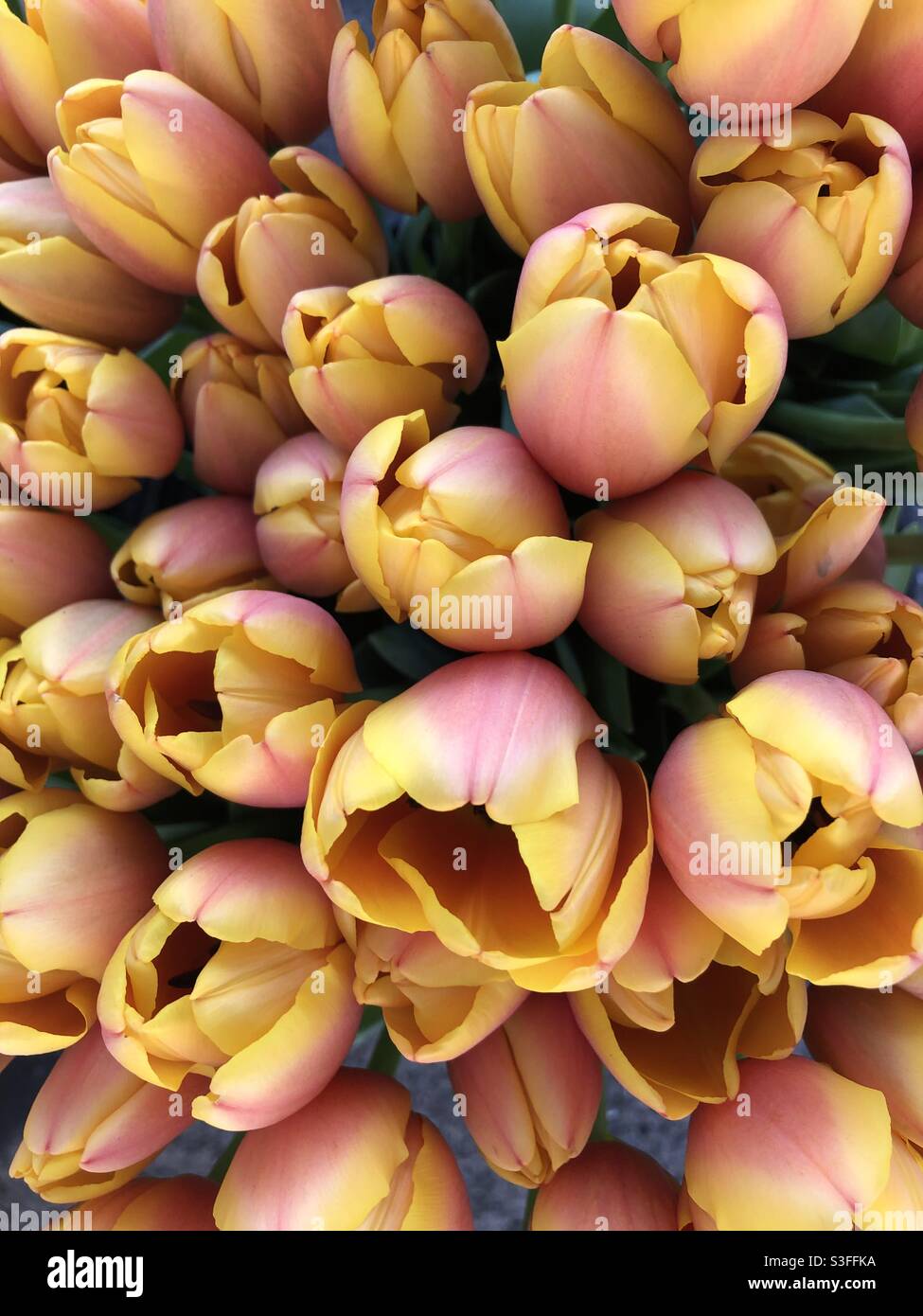 Tulipanes de primavera Foto de stock