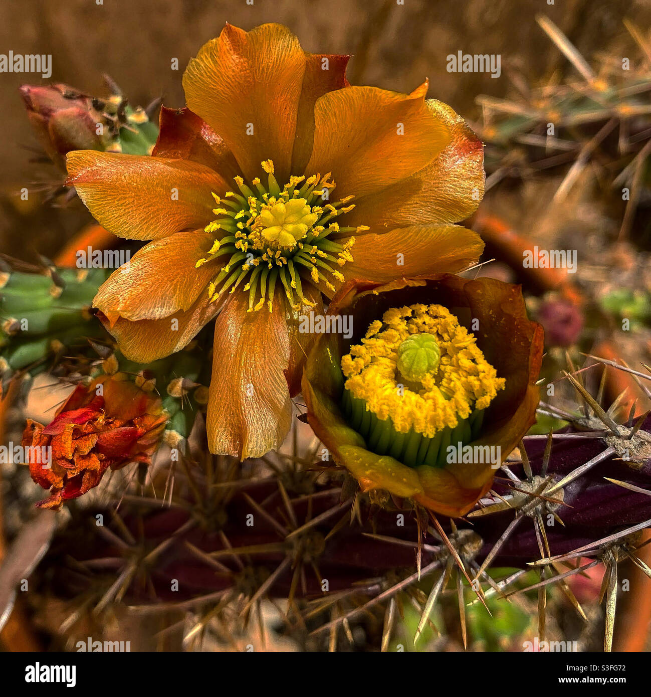 Cactus Con Flores Naranjas Fotos e Imágenes de stock - Alamy