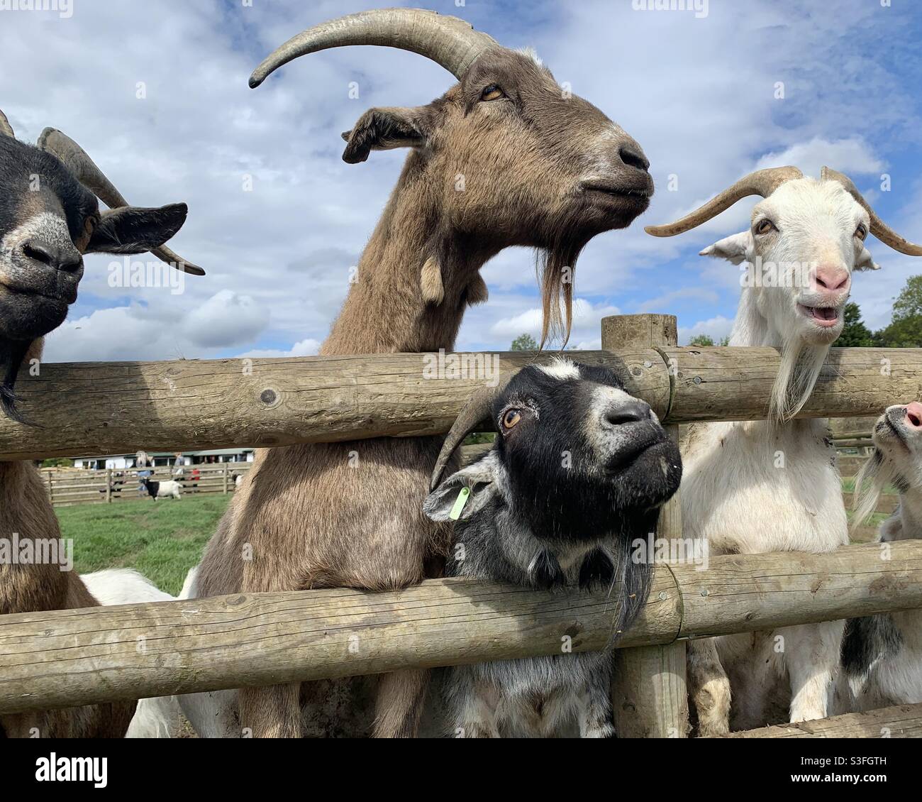 Cabras detrás de una valla en la granja de la ciudad Fotografía de stock -  Alamy