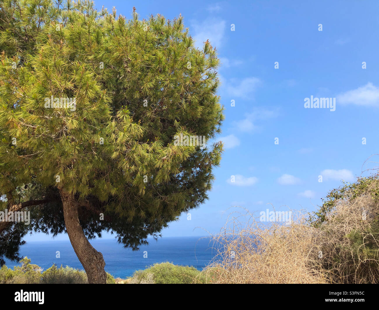 Un pino en Cabo Greco (Capo Greco), Ayia Napa (Agia Napa) Chipre. Foto de stock