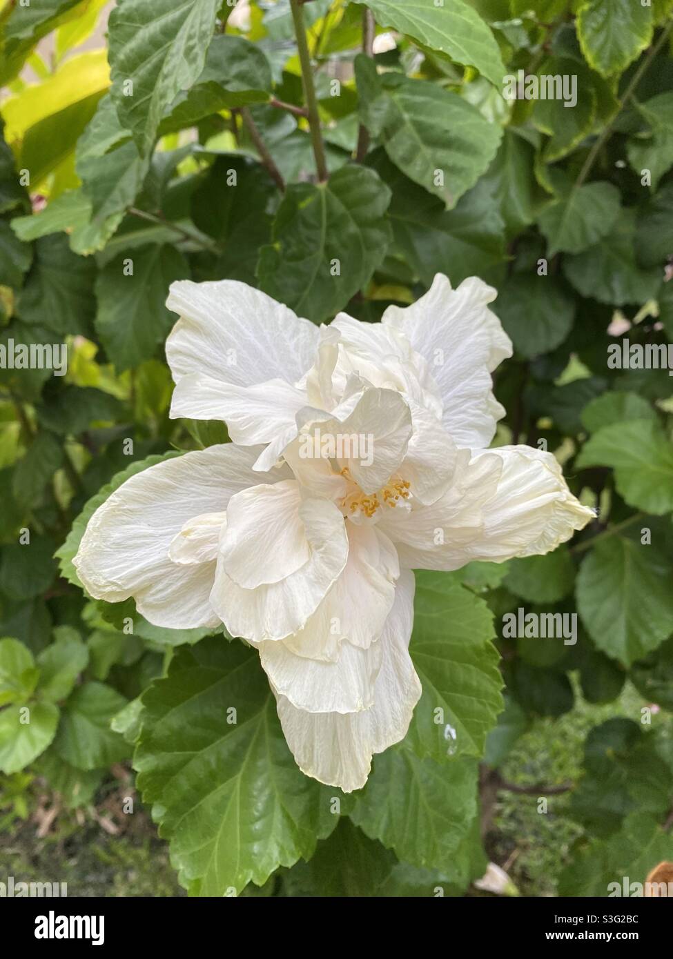 Flor blanca hawaiana Foto de stock