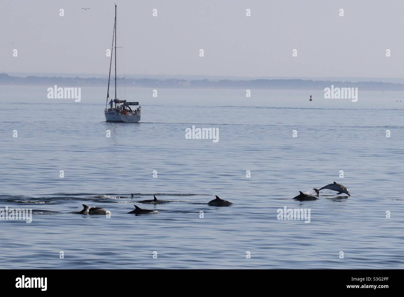 Un grupo de delfines nadan cerca de un velero cerca de la isla de houat en Bretaña , Morbihan Foto de stock
