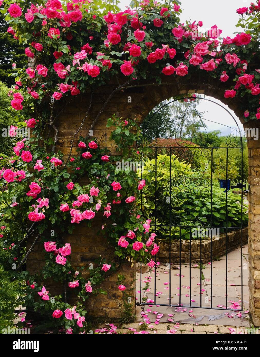Rosas rosadas en el jardín rural inglés Foto de stock