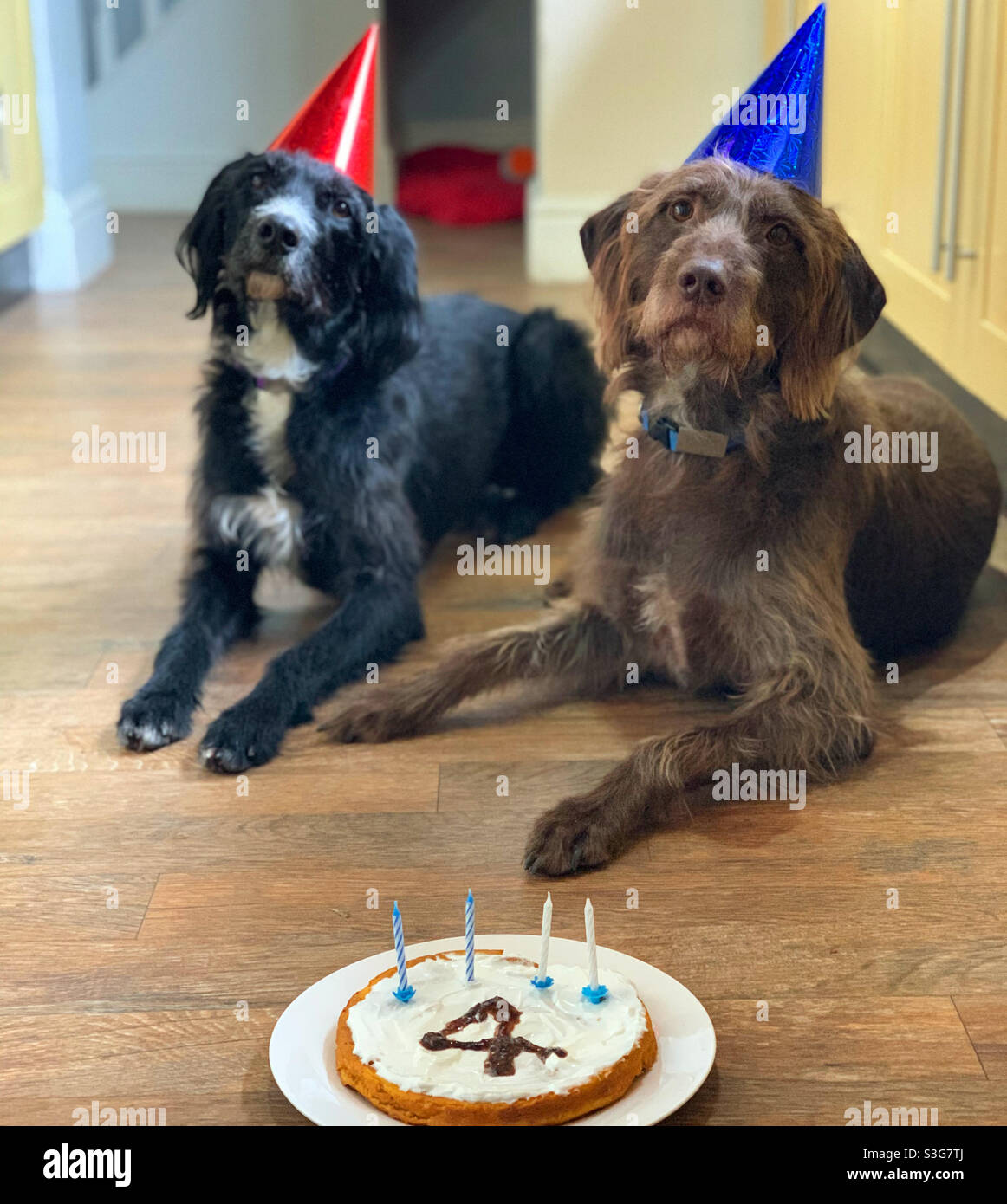 Perros con pastel de cumpleaños para perros Fotografía de stock - Alamy