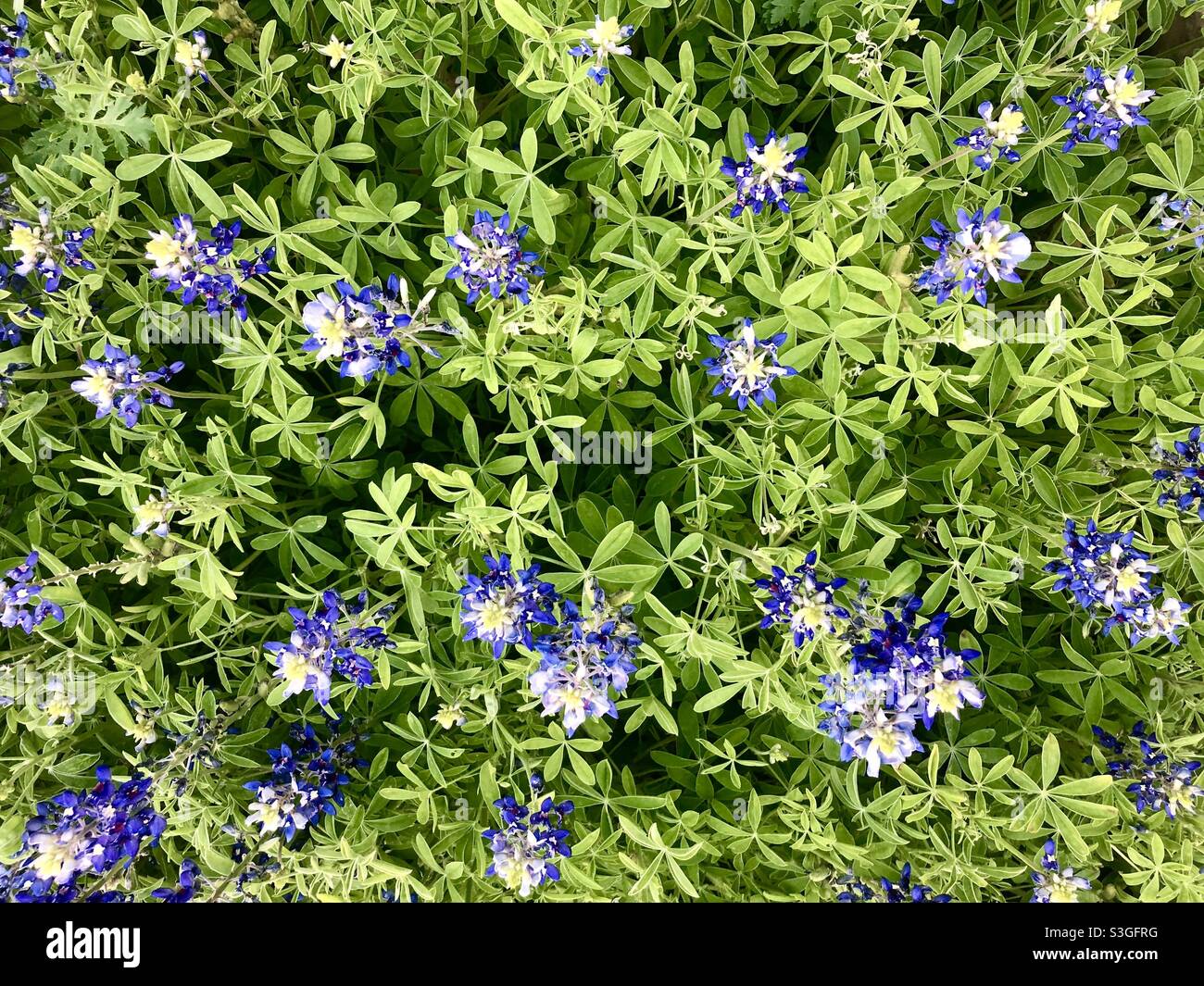 Bluebonnet desde arriba Foto de stock