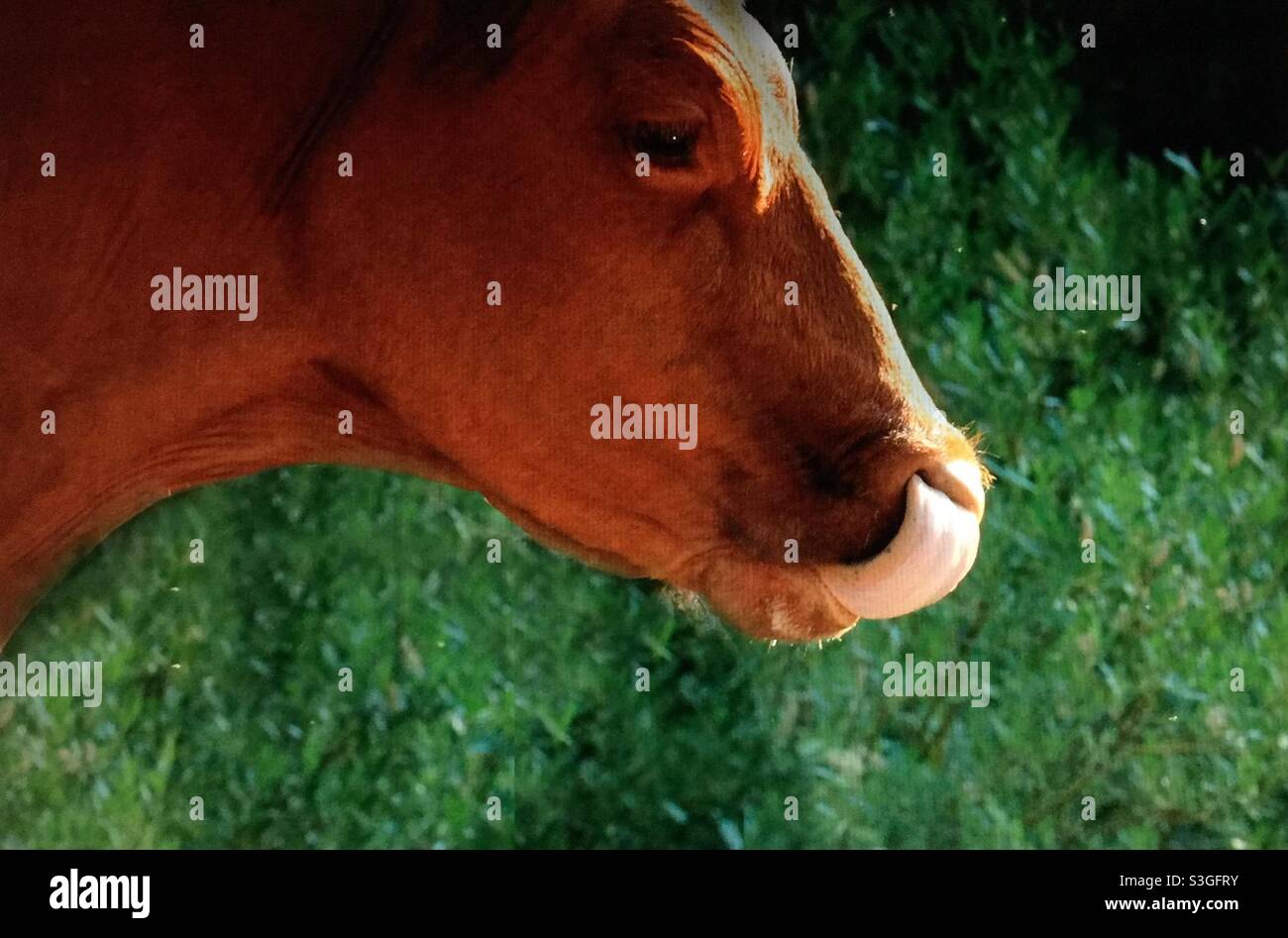 Vaca angus roja, limpiando su fosa nasal con su lengua, Ganado, ganado, bovino Foto de stock