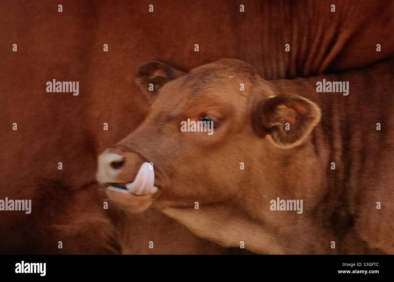 angus rojo, vaca, y ternero, ganado, bovino, lamer son labios