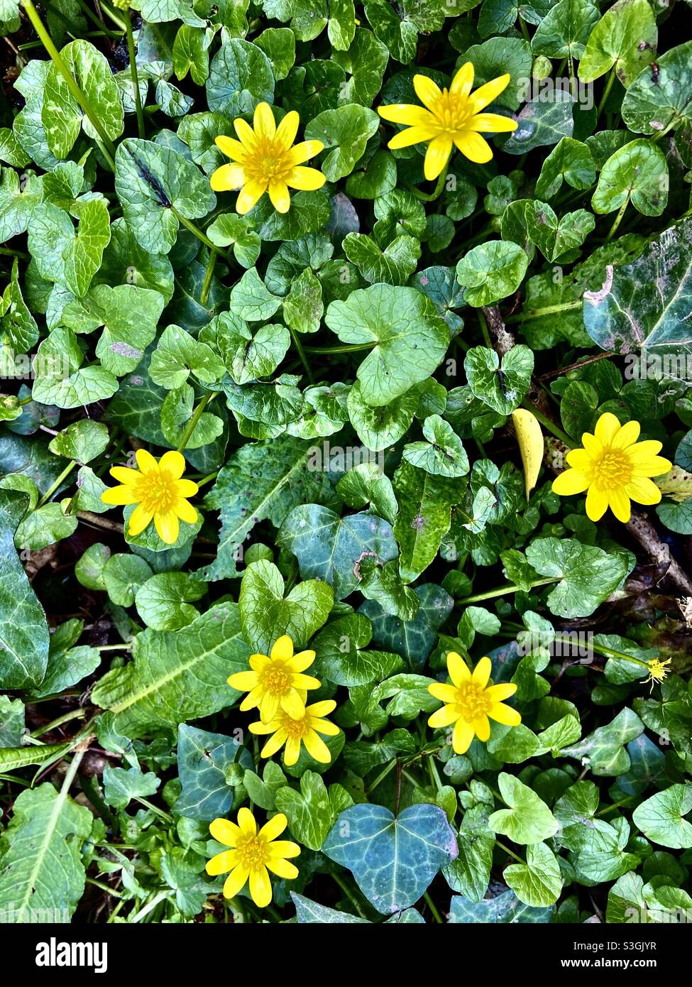 Flores amarillas y hiedra Fotografía de stock - Alamy