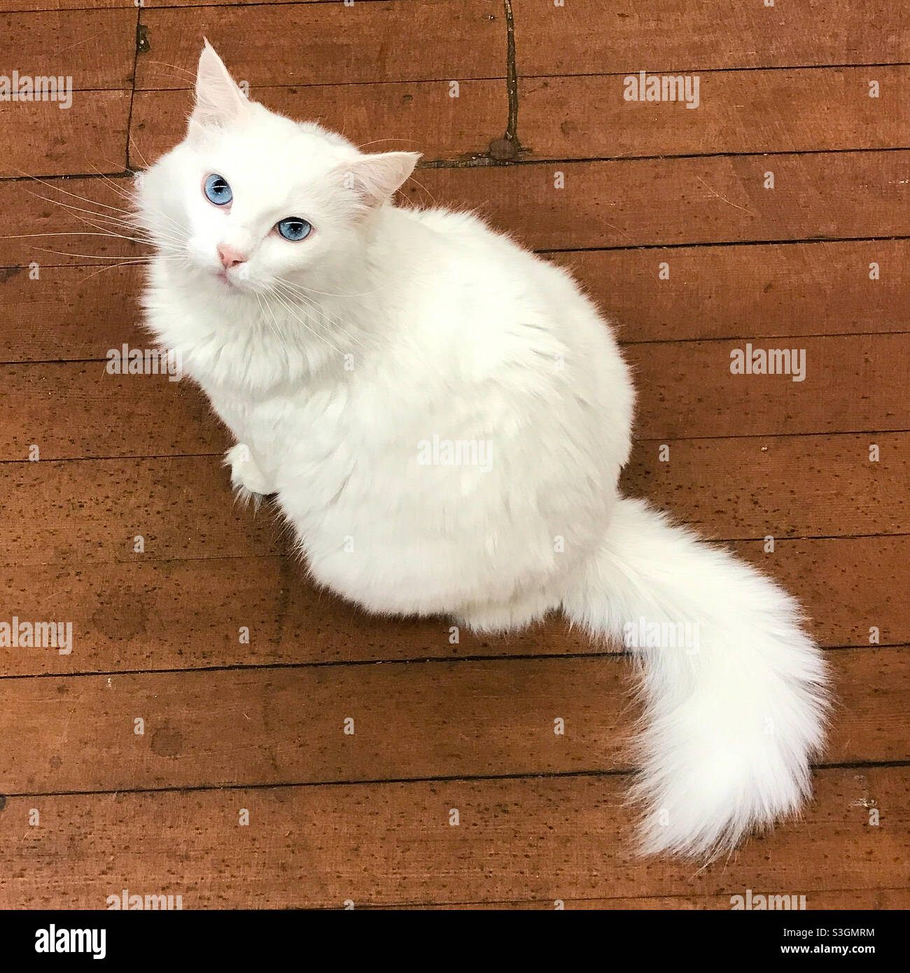 Gato blanco de pelo largo muy bonito con ojos azules. Crédito de la foto:  Ann M. Nicgorski (julio de 2021 Fotografía de stock - Alamy