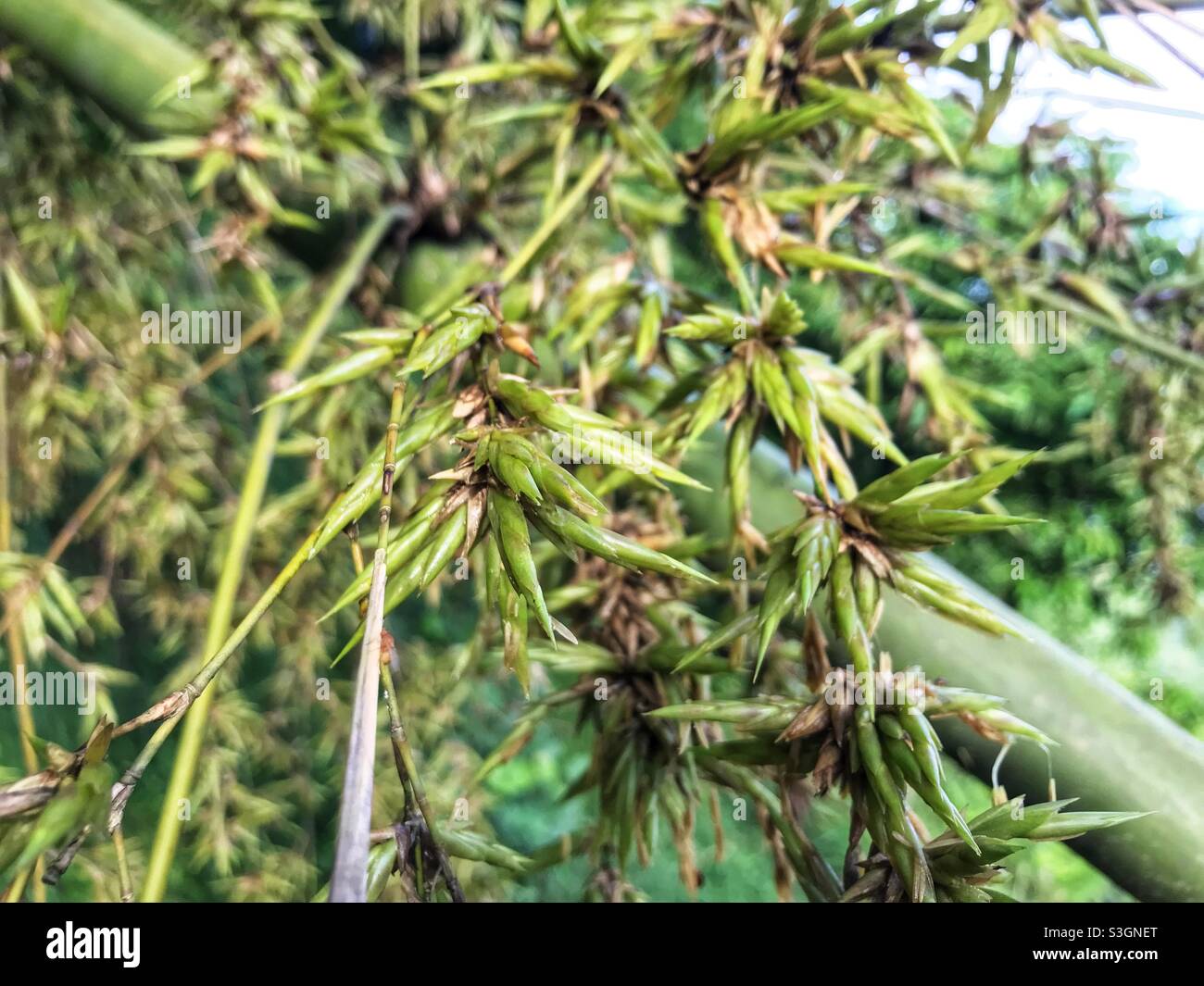 Flor de bambú en temporada de verano Foto de stock