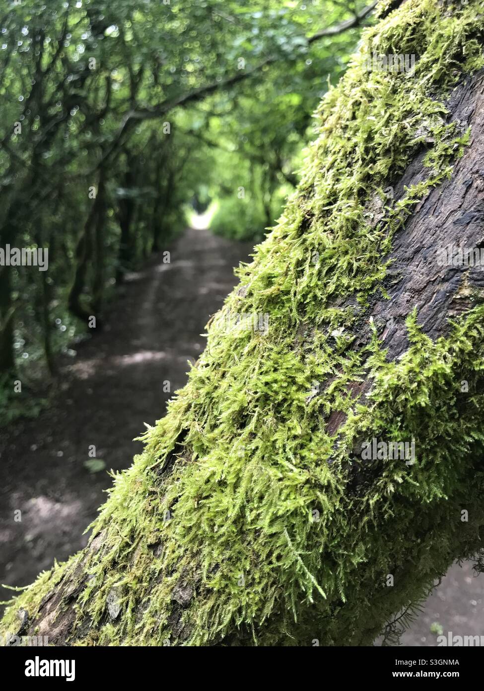Árbol con musgo en bosques, DOF poco profundo Foto de stock