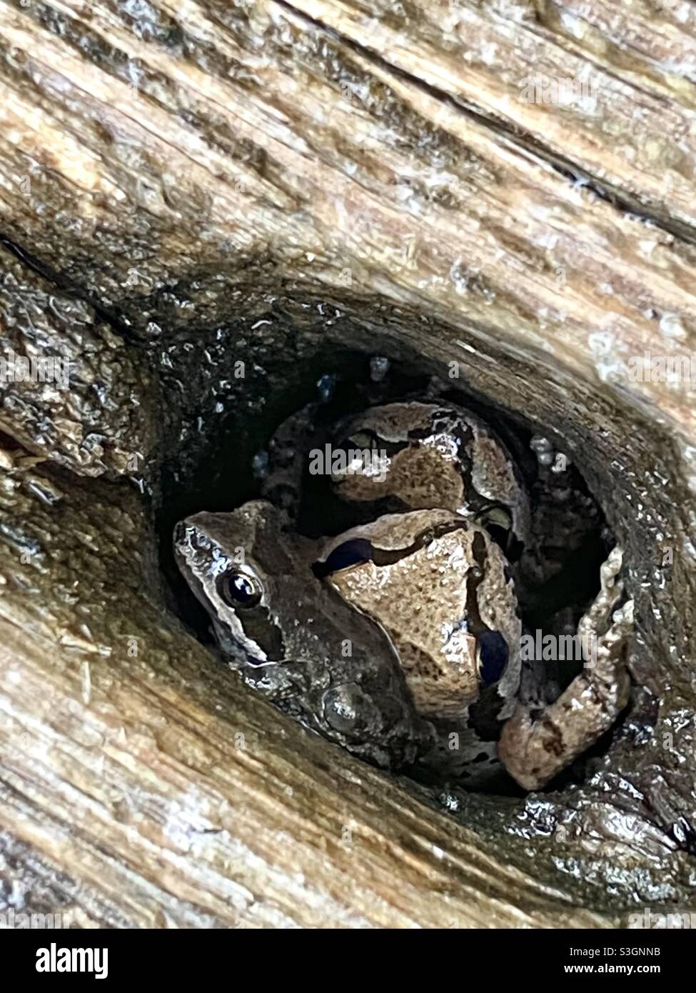 Tres Frogs en un agujero Foto de stock