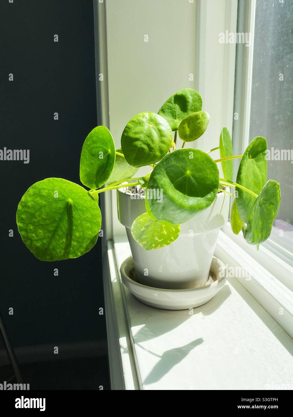 Una planta de pilea peperomioides en un alféizar de la ventana. Foto de stock