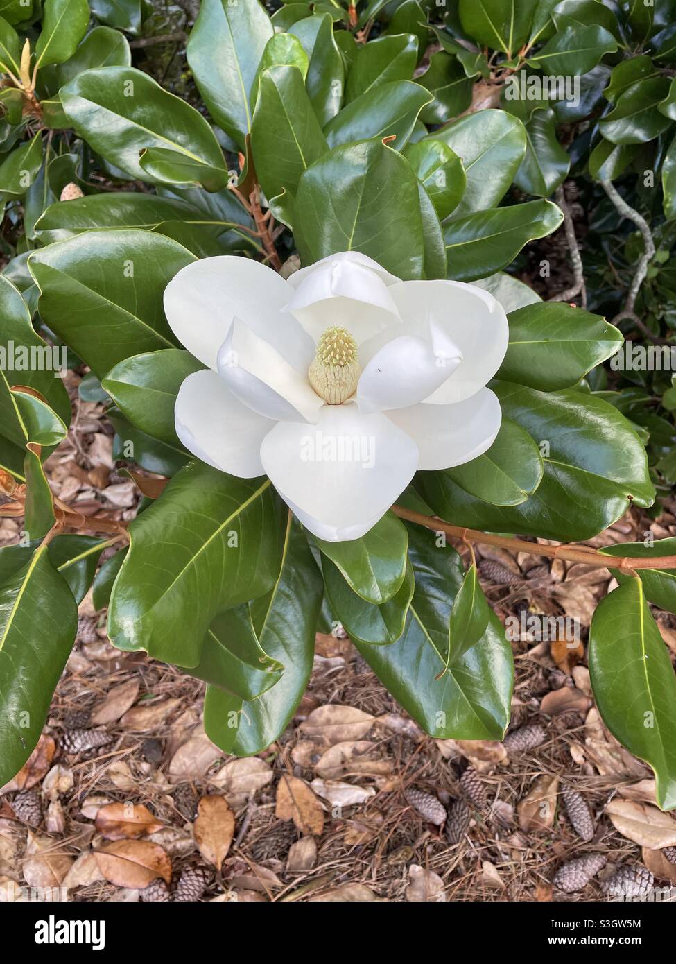 Flor blanca de árbol magnolia Fotografía de stock - Alamy