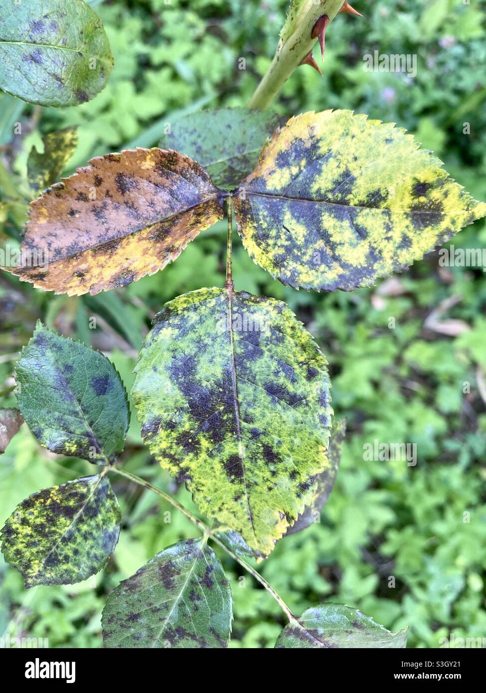 Hojas coloridas en el jardín de fotografía de naturaleza Foto de stock