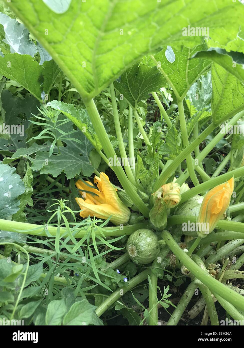 Rodee las Courgettes con flores de yello y hojas Fotografía de stock