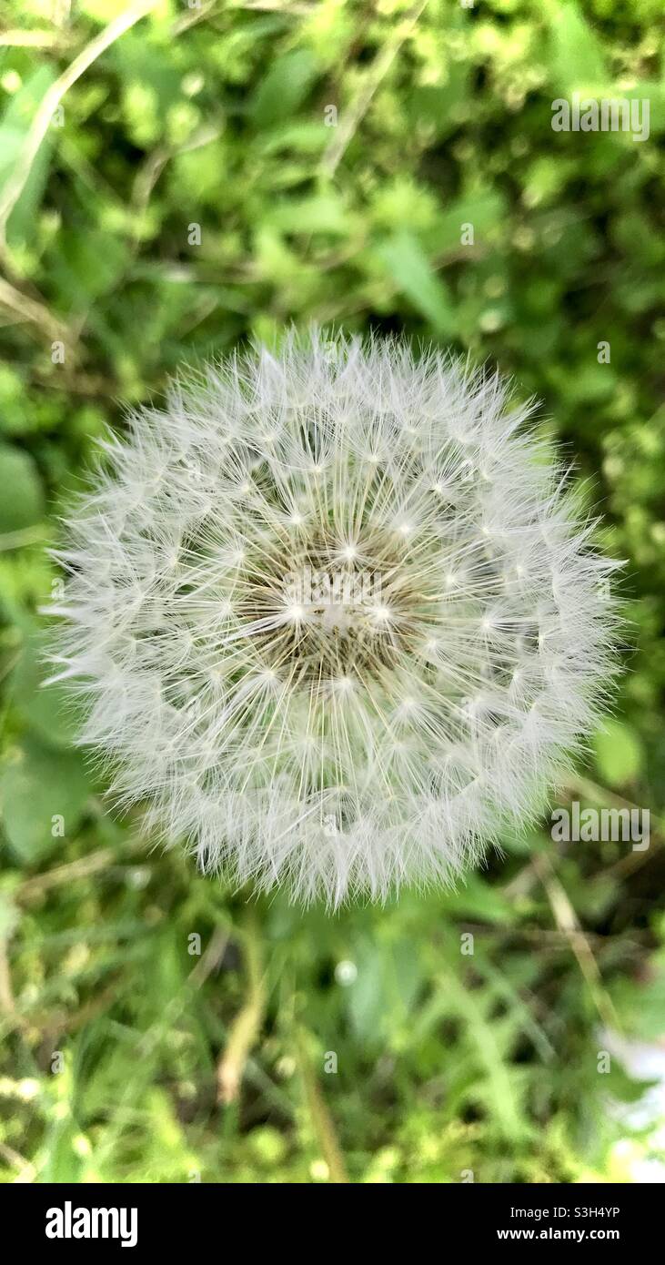 Diente de León Foto de stock