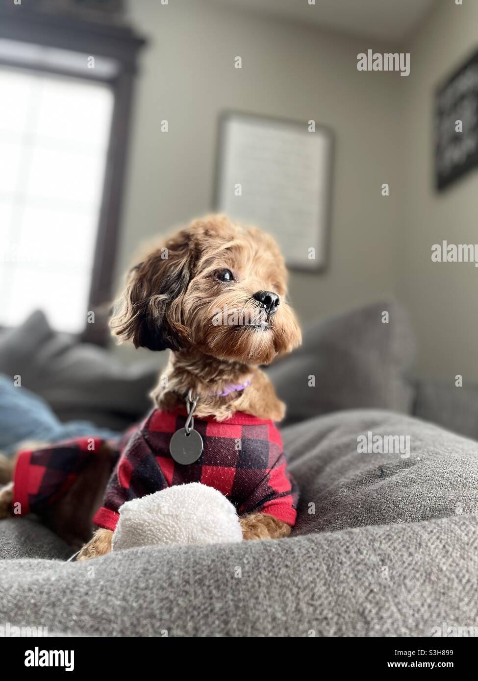 Perro en pijama a cuadros sobre una almohada gris con un juguete blanco  Fotografía de stock - Alamy