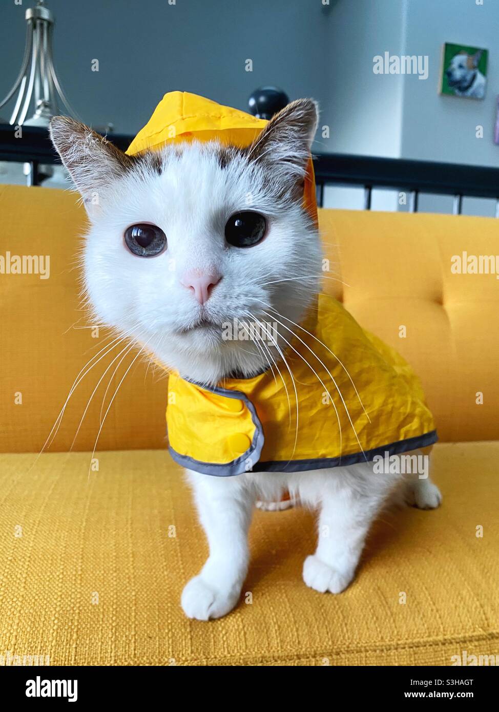 Un gato con un impermeable amarillo. Foto de stock