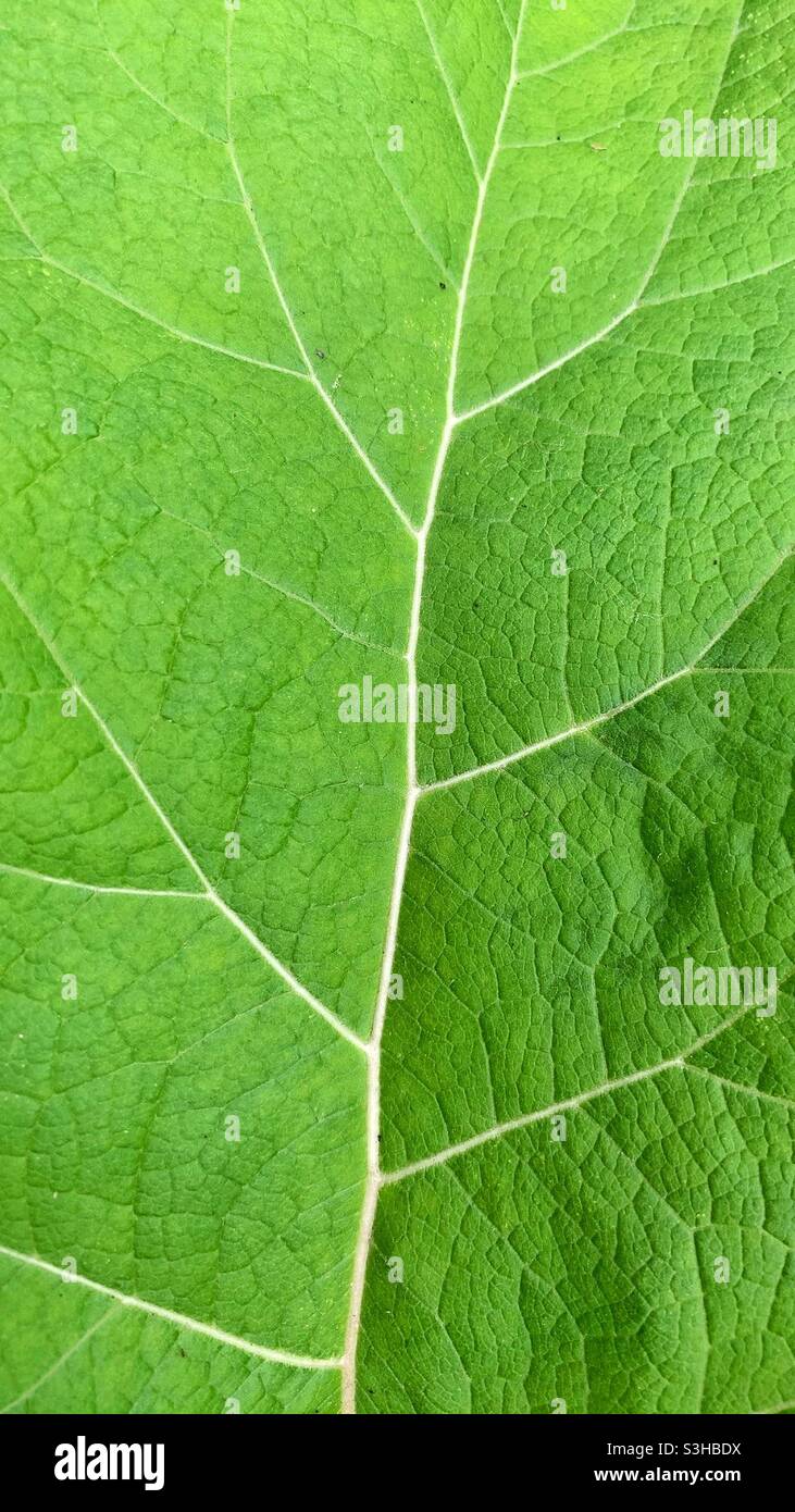 Macro fotograma completo primer plano de una hoja verde brillante de verano. Foto de stock