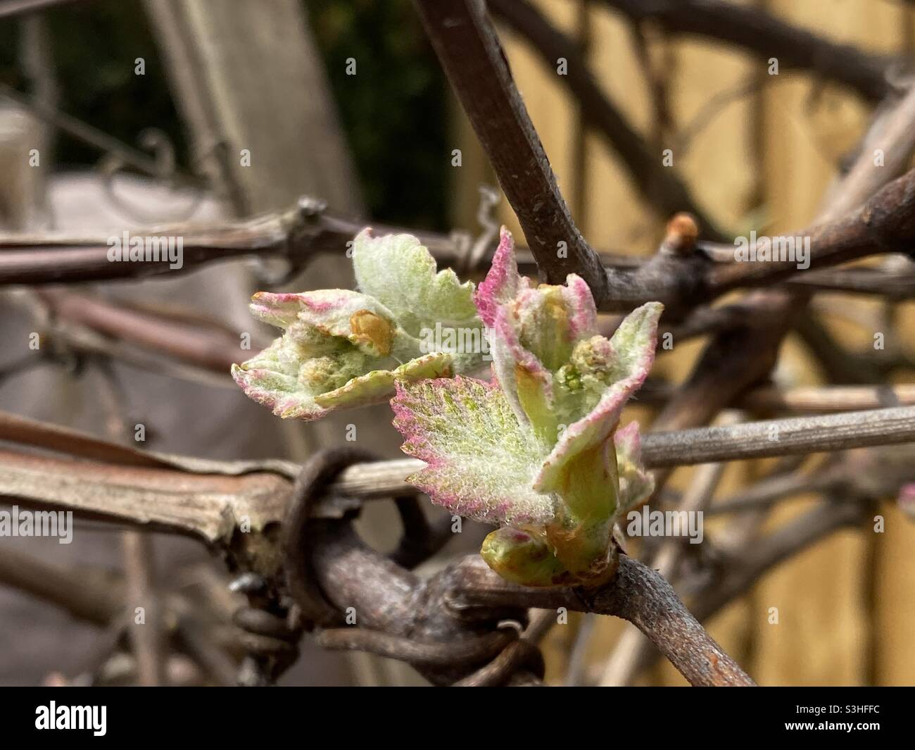 Wein Blüte An Rebe im Frühling - Weiße Trauben Foto de stock
