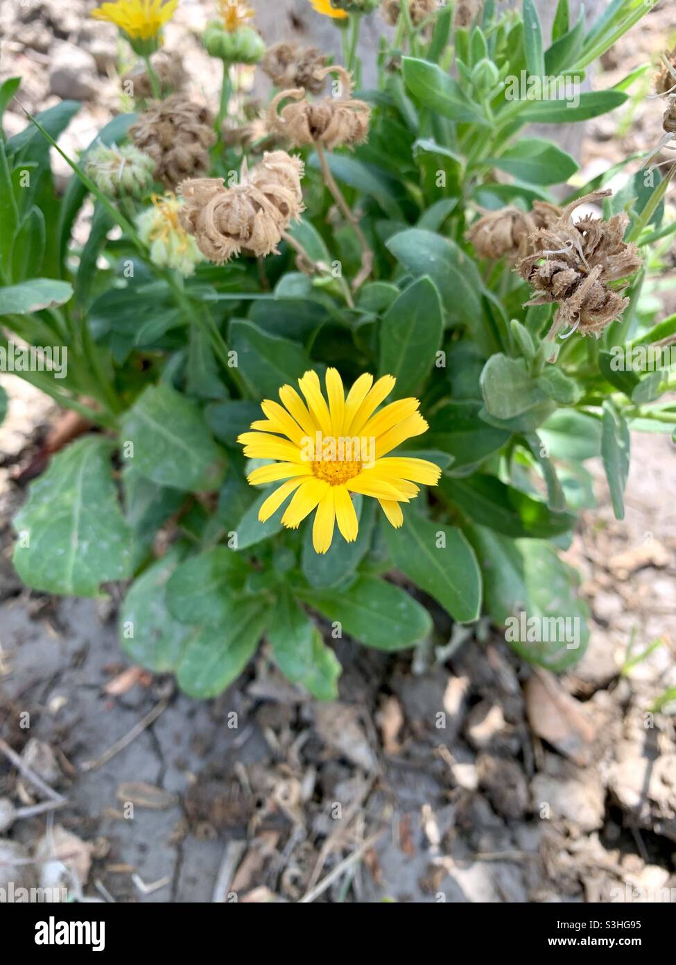 Pequeña flor amarilla Foto de stock