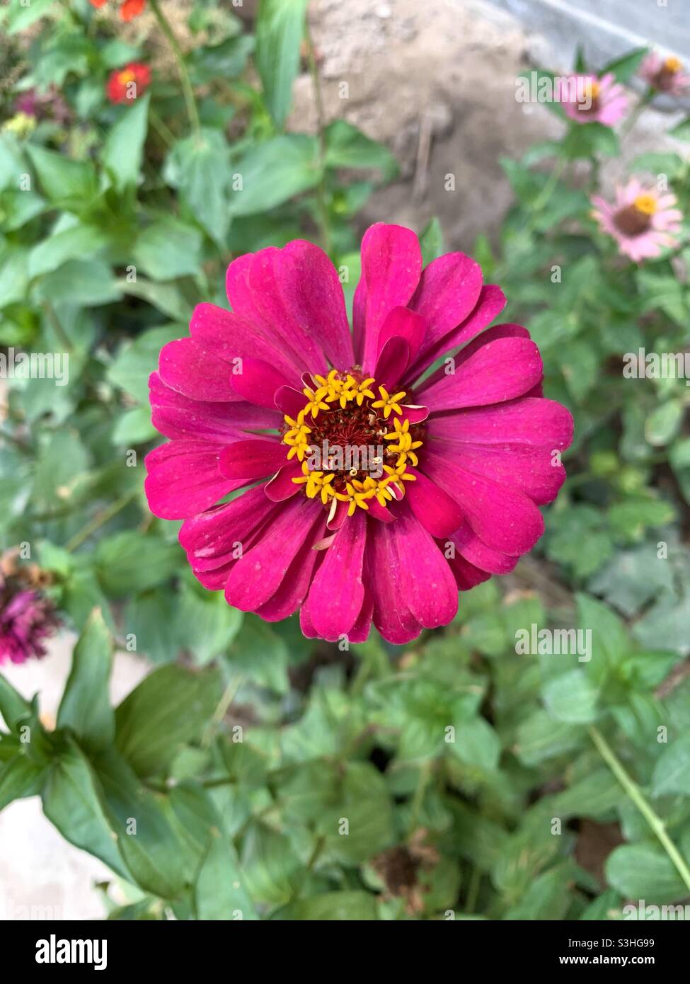 Hermoso papel pintado de zinnia Foto de stock